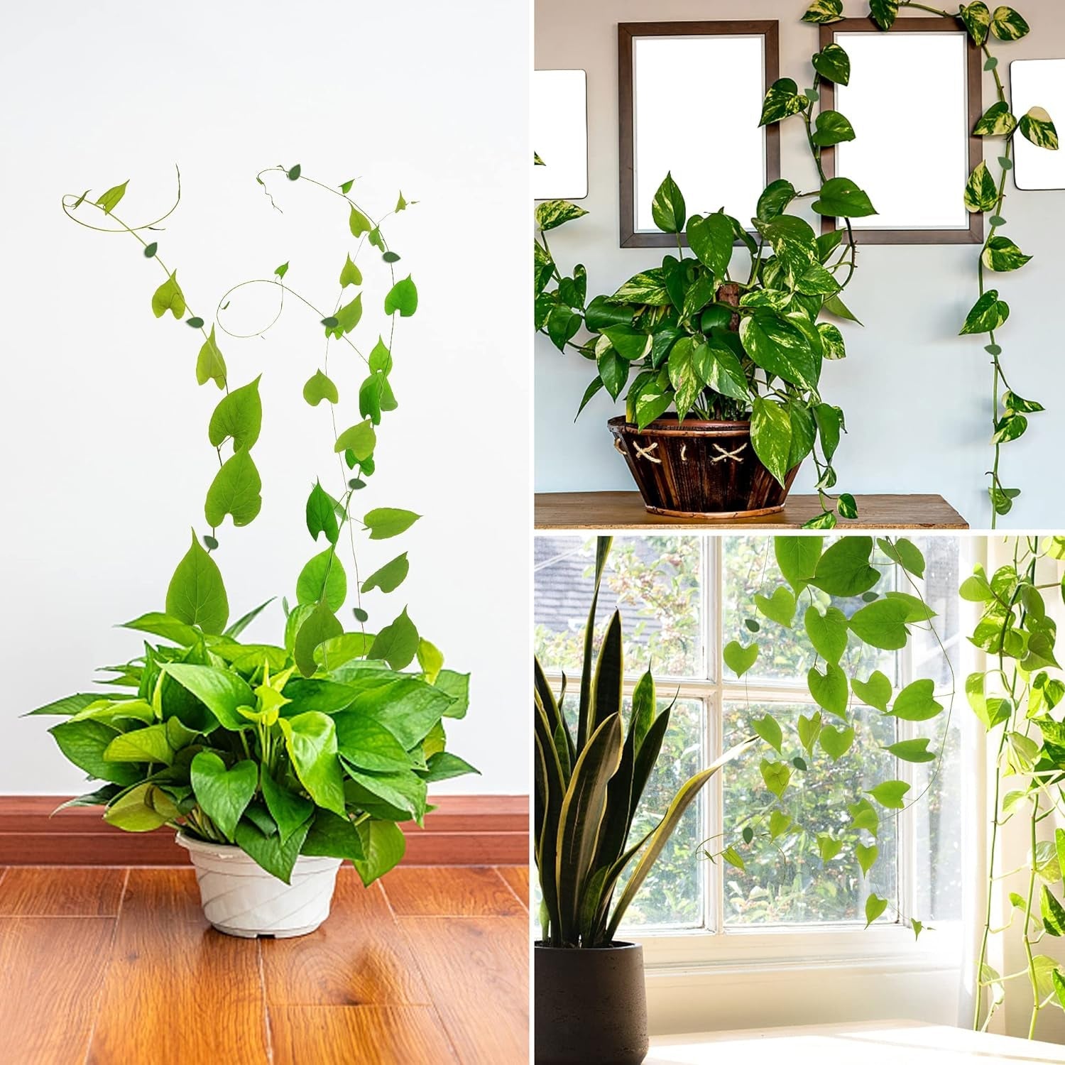 Plant Climbing Wall Fixture Clip Self-Adhesive Hook Vines Traction Invisible Stand Green Plant Clip Garden Wall Clip Plant Support Binding Clip Plants for Indoor Outdoor Decoration (30 Pcs Set) - Bhavnagar Deodap